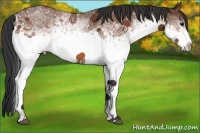 Horse Color:White Spotted Bay 