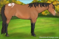 Horse Color:Bay Appaloosa 