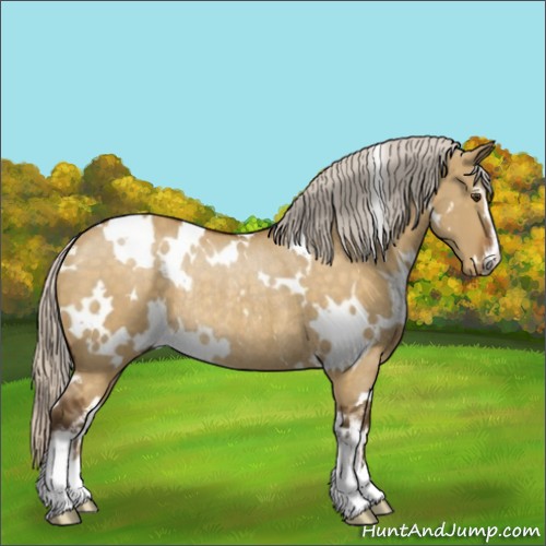 Horse Color:White Spotted Silver Buckskin Dun Sabino Rabicano 