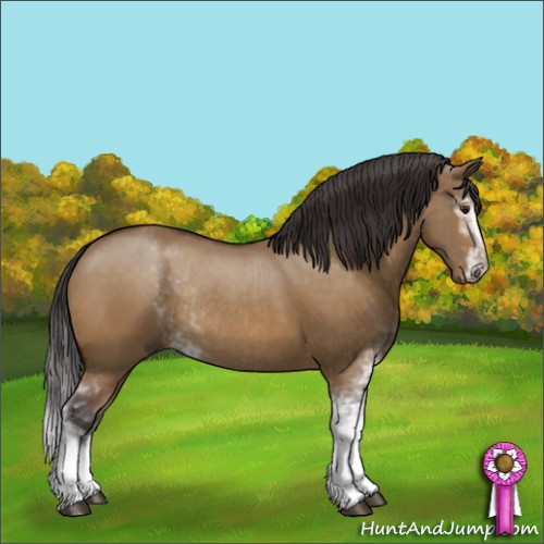 Horse Color:Buckskin Dun Sabino Rabicano