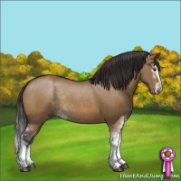 Horse Color:Buckskin Dun Sabino Rabicano