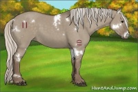 Horse Color:White Spotted Silver Grullo 