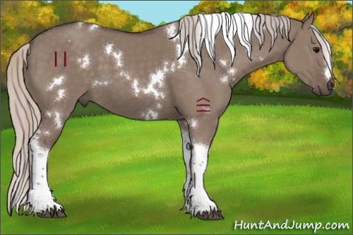 Horse Color:White Spotted Silver Grullo Tobiano 
