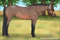 Horse Color:Bay Roan