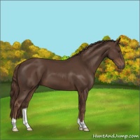 Horse Color:Liver Chestnut 