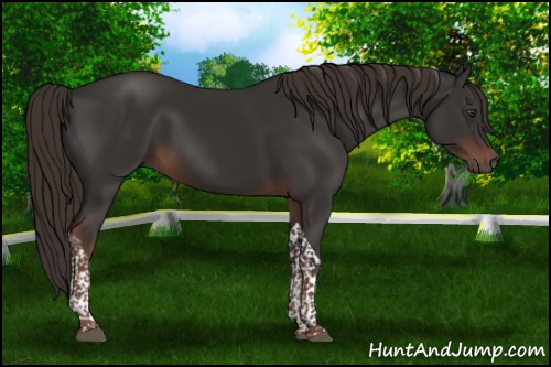 Horse Color:Liver Chestnut Tobiano