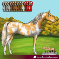 Horse Color:White Spotted Palomino