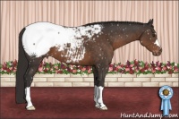 Horse Color:Liver Chestnut Appaloosa
