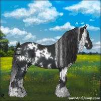 Horse Color:White Spotted Black