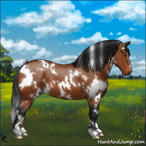 Horse Color:Gray White Spotted Bay 