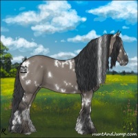 Horse Color:White Spotted Grullo 