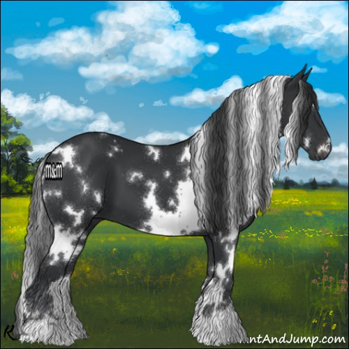 Horse Color:White Spotted Black