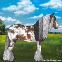 Horse Color:White Spotted Bay 