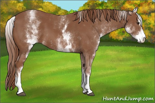 Horse Color:White Spotted Chestnut Sabino 