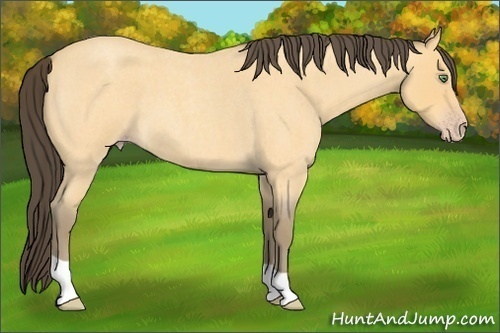 Horse Color:Amber Cream Champagne Roan 