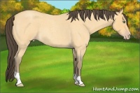 Horse Color:Amber Cream Champagne Roan