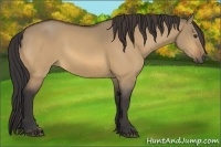 Horse Color:Buckskin Dun