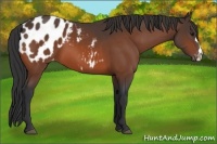 Horse Color:Bay Appaloosa
