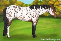 Horse Color:Bay Appaloosa 