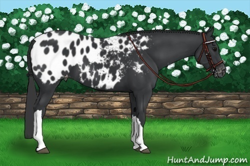Horse Color:Black Near Leopard 