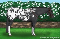 Horse Color:Black Appaloosa