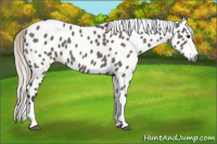 Horse Color:Gray Silver Grullo Splash Appaloosa 