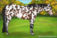 Horse Color:Gray Bay Appaloosa 