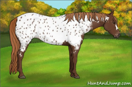 Horse Color:Gray Chestnut Appaloosa