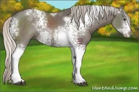 Horse Color:White Spotted Silver Black