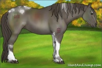 Horse Color:Smoky Black Tobiano 