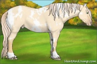 Horse Color:White Spotted Gold Cream Champagne Dun
