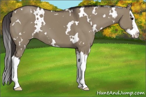 Horse Color:White Spotted Smoky Grullo Splash 