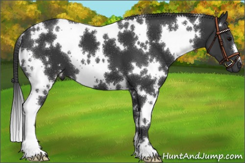 Horse Color:White Spotted Black