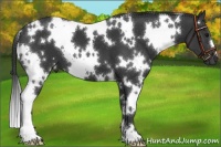 Horse Color:White Spotted Black 