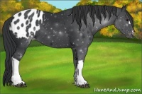 Horse Color:Black Appaloosa 