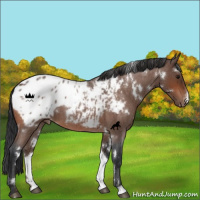 Horse Color:White Spotted Bay Roan Appaloosa 