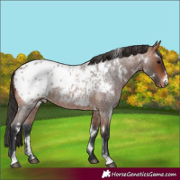 Horse Color:White Spotted Bay Roan Blanket