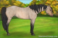 Horse Color:Bay Roan Dun 