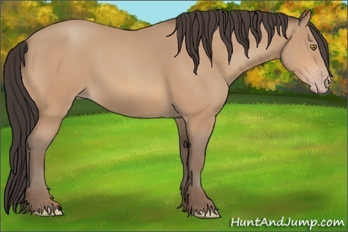 Horse Color:Amber Champagne Rabicano