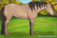 Horse Color:Amber Champagne Rabicano