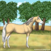 Horse Color:Palomino Splash