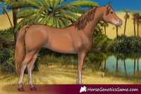 Horse Color:Chestnut 