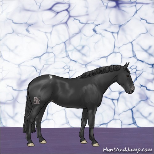 Horse Color:Black Appaloosa 