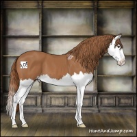 Horse Color:Chestnut Splash 