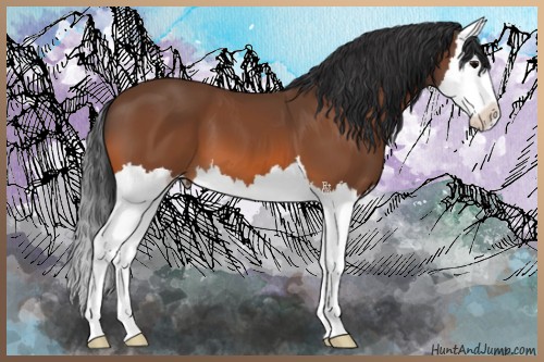 Horse Color:Bay Splash 