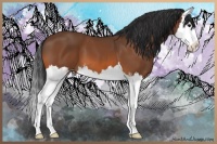 Horse Color:Bay Splash 