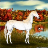 Horse Color:White Spotted Palomino Splash 