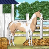 Horse Color:Silver Amber Champagne Splash Tobiano Varnish 