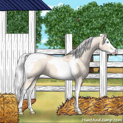 Horse Color:Cremello Splash Tobiano Appaloosa
