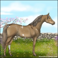 Horse Color:White Spotted Chocolate Palomino Dun 